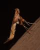 Caloptilia sp.